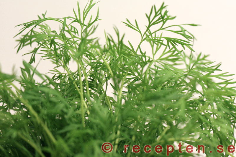 Dill dill