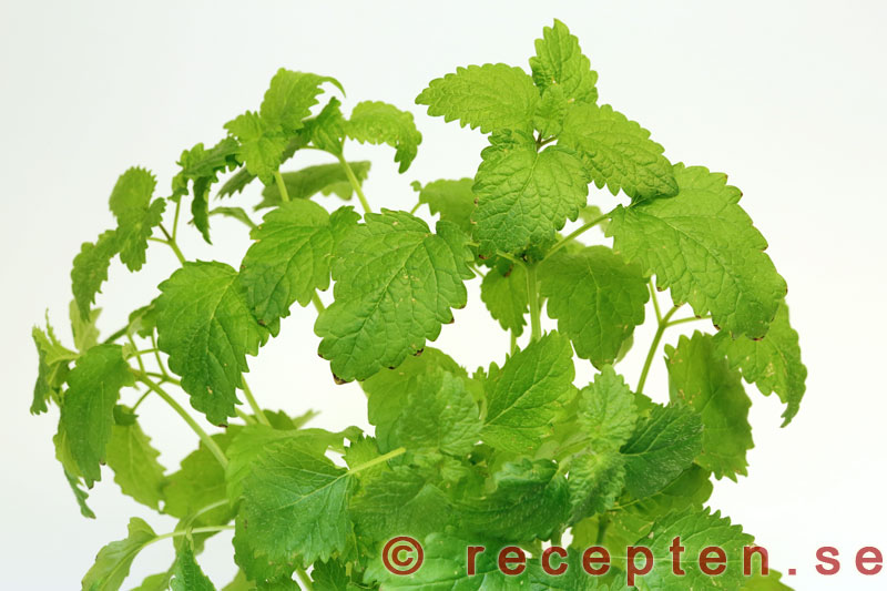 Citronmeliss citronmeliss