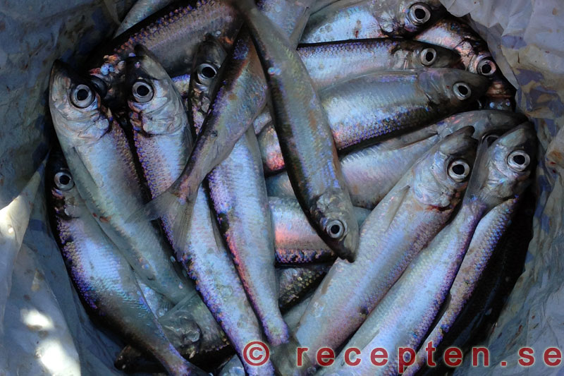 Strömming strömming