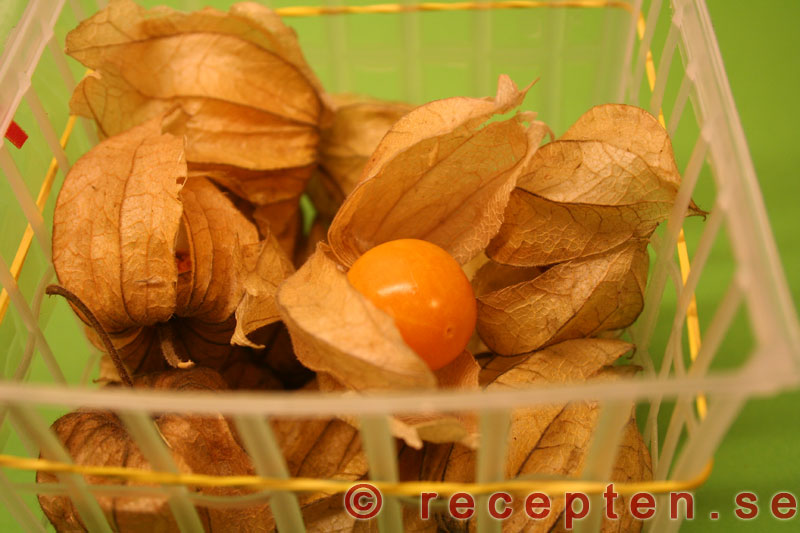 Physalis physalis